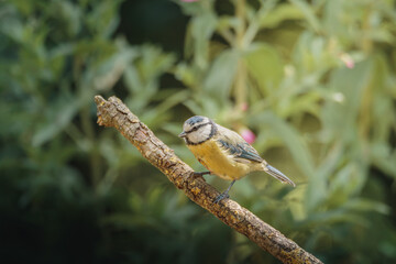 Blue tit perched on woodland branch in Humford Woods, Northumberland, captured in natural August 2026 light with clear habitat detail © Neil_Benison_Photos