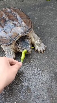 Large alligator snapping turtle eating green chili pepper fed by human hand on wet ground outdoors