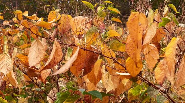Autumn leaves of Japanese Knotweed (Fallopia Japonica), an invasive piece in a forest clearing in Ystad, Scania, Sweden, Scandinavia