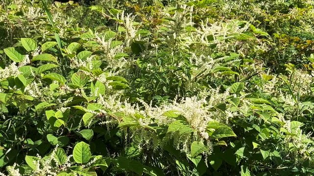 Flowering Japanese Knotweed (Fallopia Japonica), an invasive piece in a forest clearing in Ystad, Scania, Sweden, Scandinavia
