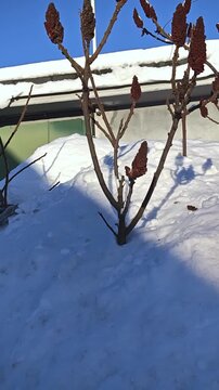 Snowy landscape with sumac branches and blue sky in winter