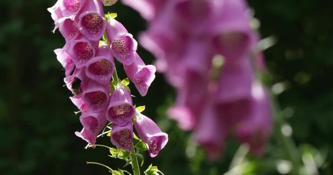 Sharpness shift, bumblebee crawling in flowers, Common foxglove (Digitalis purpurea), Sieversen, Rosengarten, Lower Saxony, Germany