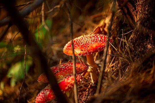 Red Fly Agaric Mushroom in Autumn Forest