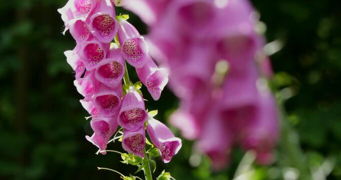 Common foxglove (Digitalis purpurea), Sharpness displacement, Sieversen, Rosengarten, Lower Saxony, Germany