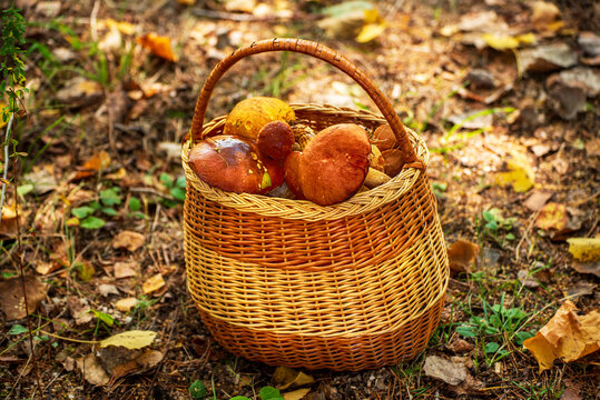 Wicker Basket Full of Wild Forest Mushrooms in Autumn Woodland