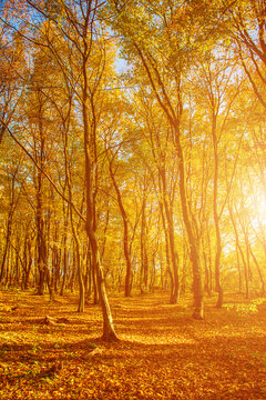 Middle of the autumn forest. Sun is shining through colorful leaves. Seasonal fall background