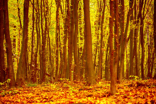 Middle of the autumn forest. Sun is shining through colorful leaves. Seasonal fall background