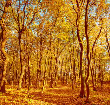 Middle of the autumn forest. Sun is shining through colorful leaves. Seasonal fall background