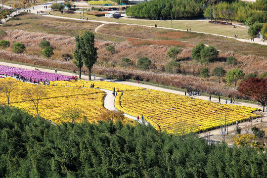 Colorful autumn flower beds and walking path in Ulsan park