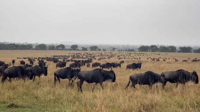 Large herd of blue wildebeest (Connochaetes taurinus) crossing grassland in the savannah, Serengeti National Park, wildebeest migration, Mara Region, Tanzania