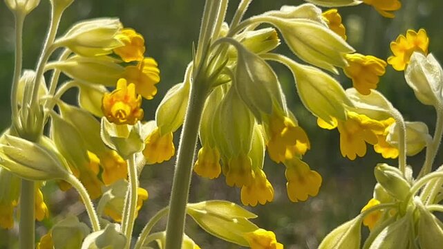 Cowslip (Primula veris) on a meadow in Ystad, Scania, Sweden, Scandinavia