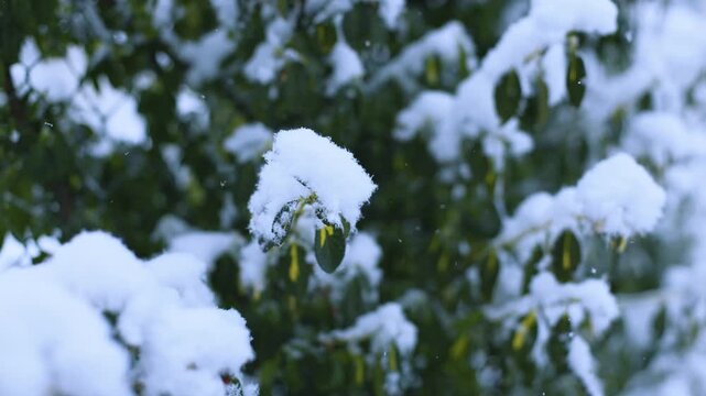 Snow falling on Strauch in winter, Ternitz, Lower Austria, Austria