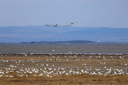 Migration des oies des neiges &agrave; la r&eacute;serve nationale de faune du cap Tourmente au Qu&eacute;bec en automne