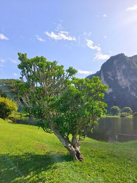 A lush green tree stands on a grassy field by a calm lake with limestone mountains and a blue sky in the background.
