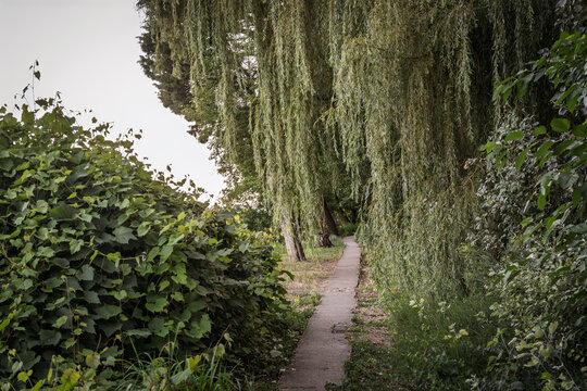 A narrow concrete walking path curves beneath the hanging branches of a weeping willow, surrounded by dense green vegetation. Overgrown foliage frames an outdoor route through the leafy landscape.
