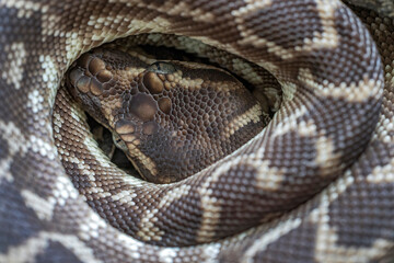 Fototapeta premium Close up of an Australian Rough-scaled Python