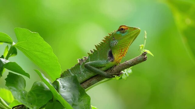chameleon on a branch