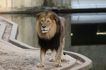 Male Lion Standing Proud and Ready to Pounce © Tiffany N. Hardy