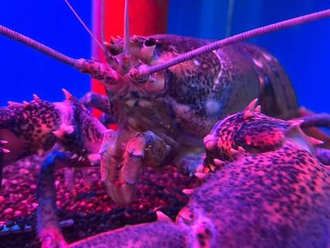 鮮やかな光に照らされた水槽の大きなロブスター