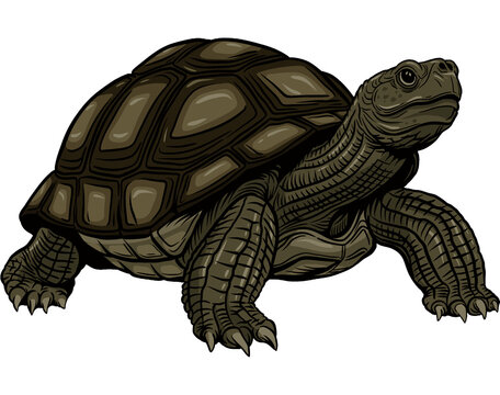 Detailed Illustration of a Turtle
