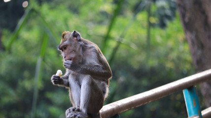 Long-Tailed Macaque Monkey Sitting on Railing and Eating Food Close Up © Willy