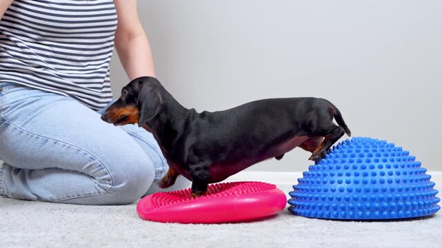 A black and tan dachshund dog steps between a pink wobble cushion and a spiky blue half ball while a woman in jeans guides its front legs, canine physiotherapy for spinal support.
