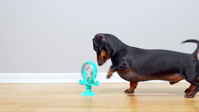 A black and tan dachshund dog paws and nudges a turquoise spinning treat wheel stuck to a parquet floor, then hunts the fallen kibble, a concept of boredom busting solo play indoors.