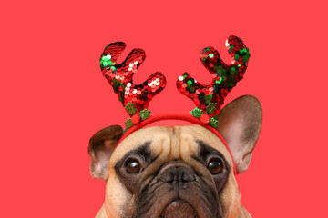 Cute French bulldog in reindeer horns on red background. Christmas celebration © Pixel-Shot