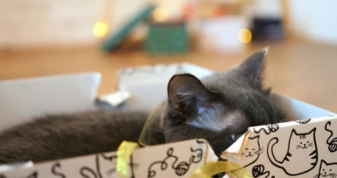 Timid grey cat stays tucked inside patterned gift box indoors, showing signs of pet anxiety and stress. Alert feline lowers head slowly into cardboard sanctuary. sheremetyevo international airport