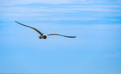 Laughing gull flying head-on against a vibrant blue sky with clean negative space. Ideal for coastal travel concepts, freedom themes, and wildlife editorials. © Julio