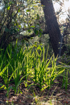 Vertical low-angle shot of sunlit wild green plants on a forest floor