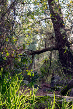Vertical shot of dense forest foliage and mossy rocks along a woodland trail