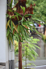 Staghorn fern hangs on a wooden post by a building, brown shield fronds over forked green fronds, blurred street and cars behind, Shenji Village, Taichung. © Moment Capsule