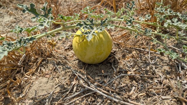 Yellow Wild Melon on Dry Vine: Colocynth Bitter Gourd Fruit in Arid Field, Desert Plant Close-Up Photo