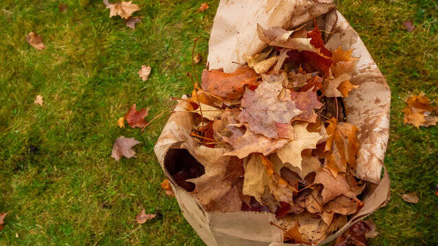 Paper yard waste bag filled with fallen autumn leaves on green grass, viewed from above in an outdoor garden setting