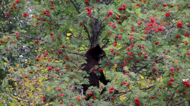 Female black bear, Ursus americanus, eating berries in a tree