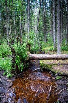 Uprooted spruce blocks narrow woodland stream after strong winds. Exposed roots and fallen tree trunk by forest stream in coniferous forest