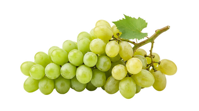 A fresh bunch of green grapes with a single leaf isolated on a solid black background