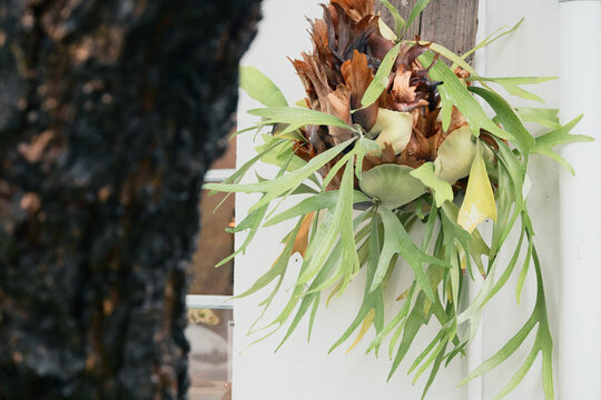 A staghorn fern with brown shield fronds and yellowed frond tips is mounted on a wooden board, Shenji New Village, West District, Taichung City, Taiwan.