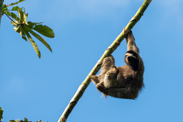 Sloth hanging out in tree top © Benjamin