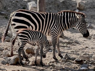Cebra y su cría en el zoológico Guadalajara Jalisco México  © JCOF