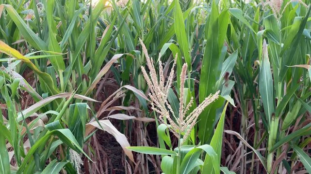 A vibrant cornfield shows ripening ears and lush stalks indicating a healthy crop nearing harvest