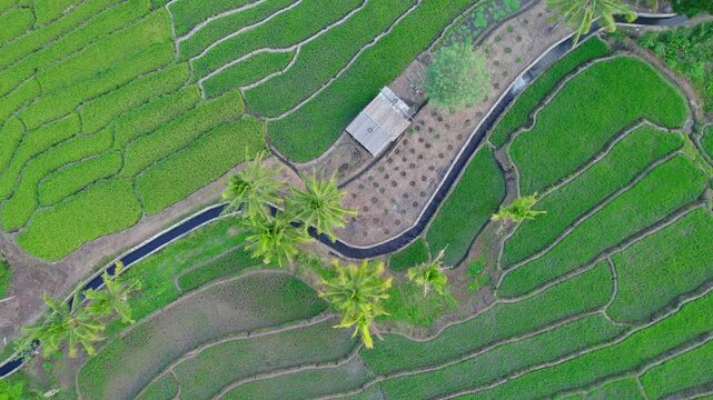 A top-down aerial drone view showcasing green rice terraces, a curved paved pathway lined with palm trees, and a small hut.

