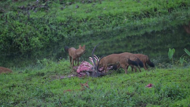 Dholes, Also Known as Indian Wild Dogs, Feeding on a Sambar Deer Kill in the Forests of Kerala, India 4K Video