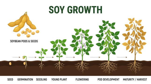 Soybean growth stages vector illustration showing seed germination seedling flowering pod development and harvest process in soil