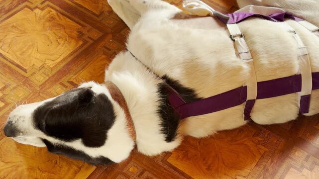 A recovering dog lies exhaustedly on a wooden floor, wearing a purple support harness. This vulnerable post-surgery scene evokes deep empathy, sorrow, and compassion.