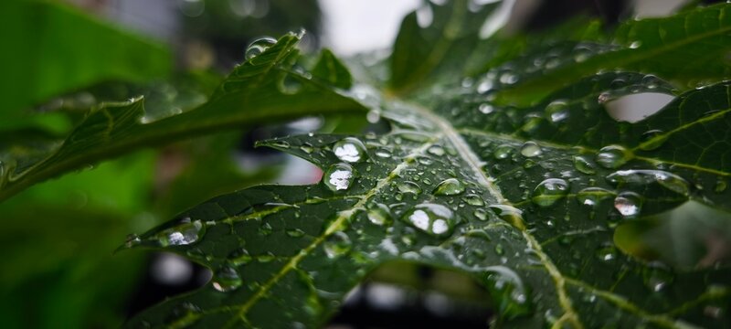 dew on a leaf