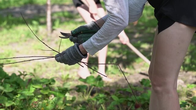 Closeup of womens hands holding pruning shears, cutting dry branches into pieces for the compost pit on a warm, sunny day.