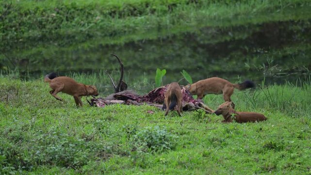 Dholes, Also Known as Indian Wild Dogs, Feeding on a Sambar Deer Kill in the Forests of Kerala, India 4K Video