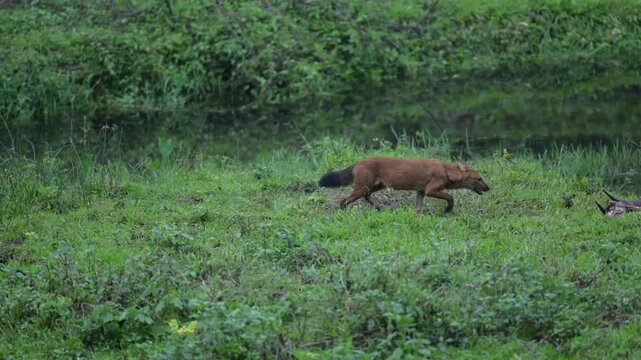 Dholes, Also Known as Indian Wild Dogs, Feeding on a Sambar Deer Kill in the Forests of Kerala, India 4K Ultra HD